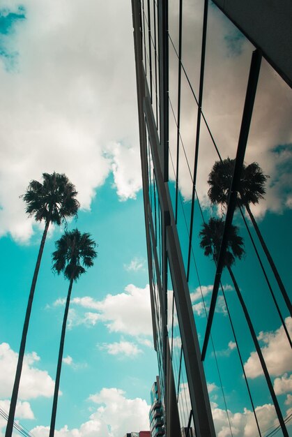 Photo reflection of palm trees in glass building against sky