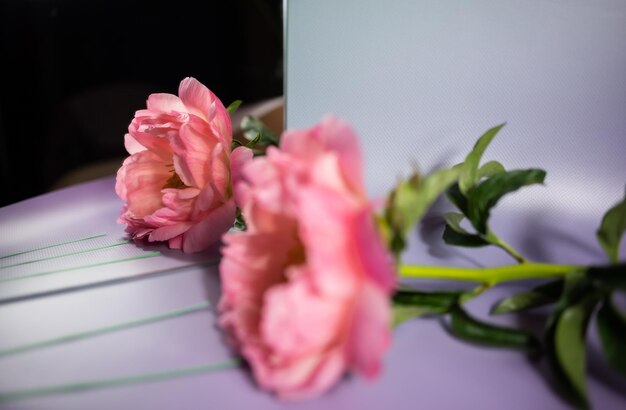 Reflection of a peony flower in a mirror