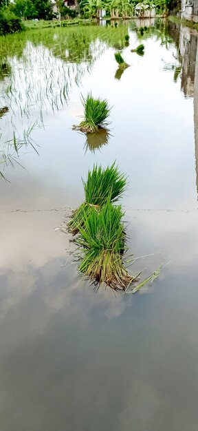 Photo a reflection of a plant in a water with the sky in the background