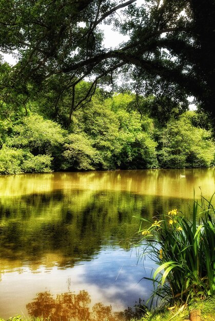 Foto il riflesso delle piante in un lago calmo