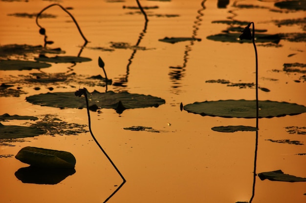 Foto riflesso delle piante nel lago