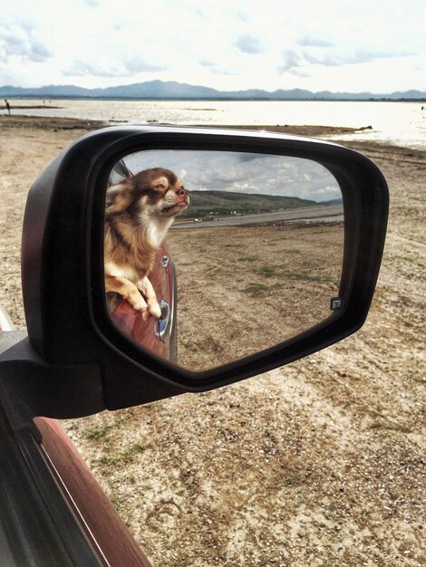 Foto riflesso di un cane piccolo nello specchio laterale