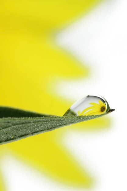 Reflection of a sunflower in a drop