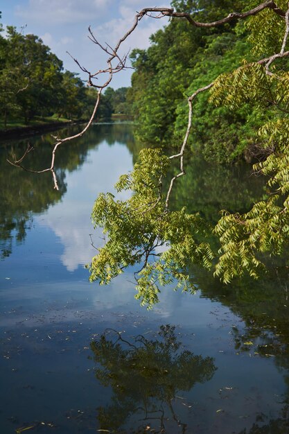 Foto il riflesso dell'albero nel lago contro il cielo