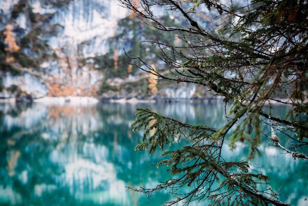 Foto riflesso dell'albero nel lago durante l'inverno