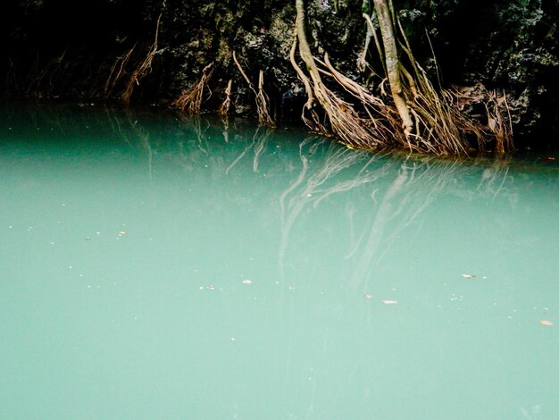 Foto il riflesso dell'albero nel lago