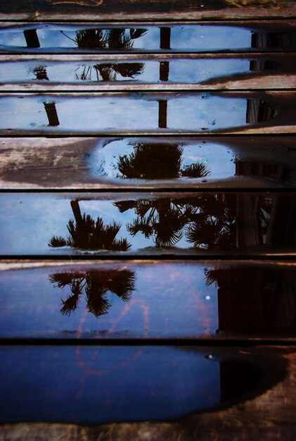 Reflection of tree in lake