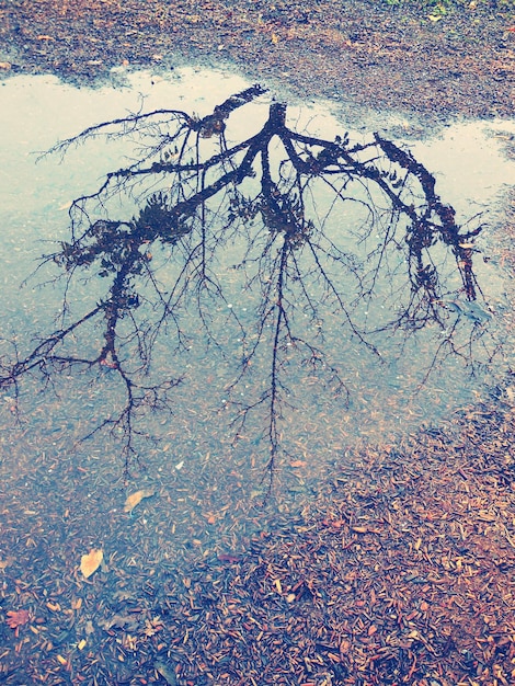Photo reflection of tree in puddle