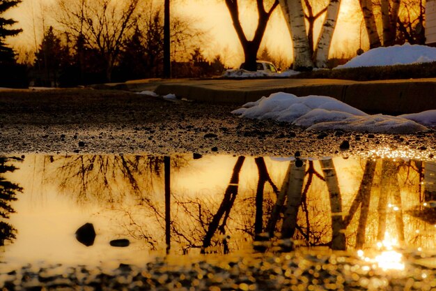 Foto riflesso dei tronchi degli alberi nell'acqua delle pozzanghere