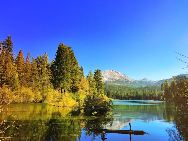 Reflection of trees in calm lake against clear blue sky