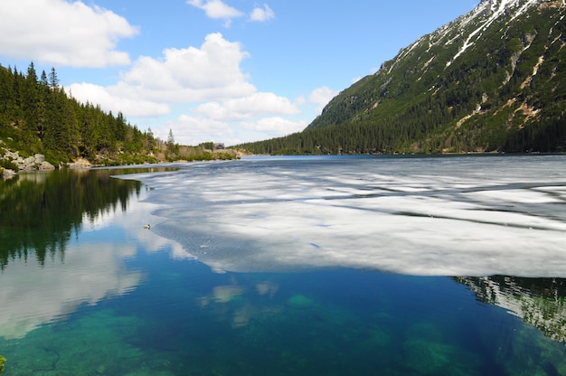 Photo reflection of trees in calm lake