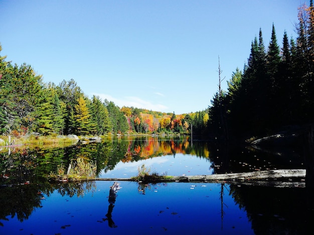 Photo reflection of trees in calm lake