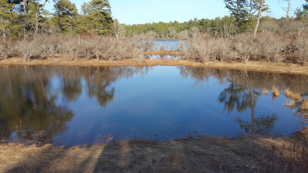 Reflection of trees in calm lake