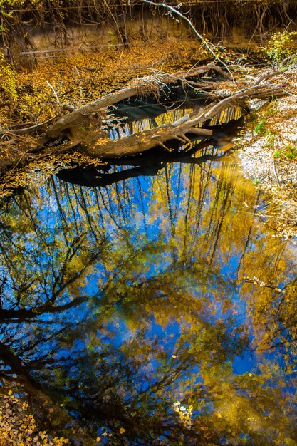 Reflection of trees in calm lake