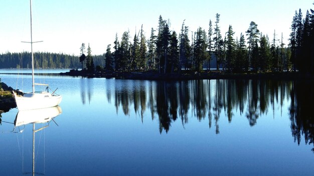 Reflection of trees in calm lake