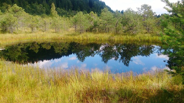 Reflection of trees in calm lake