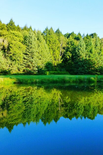 Photo reflection of trees in calm lake