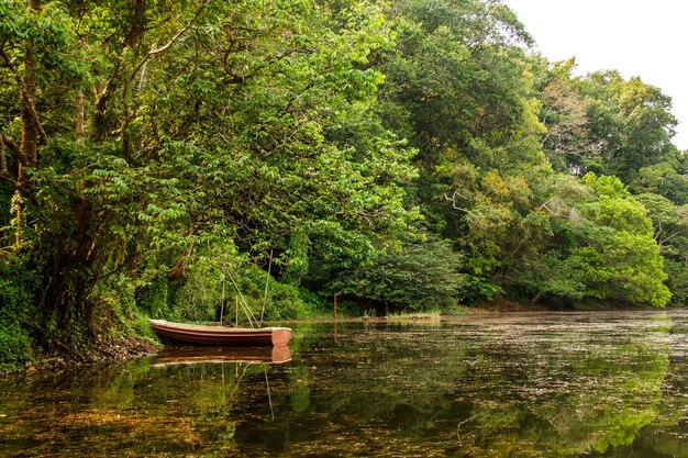 Reflection of trees in calm water