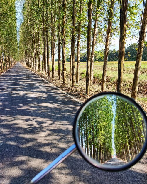 Foto riflesso degli alberi nella foresta