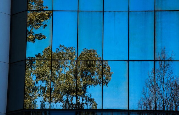 Reflection of trees on glass window