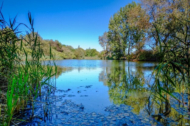 Reflection of trees in lake against blue sky