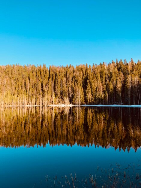 Foto il riflesso degli alberi nel lago contro il cielo blu limpido