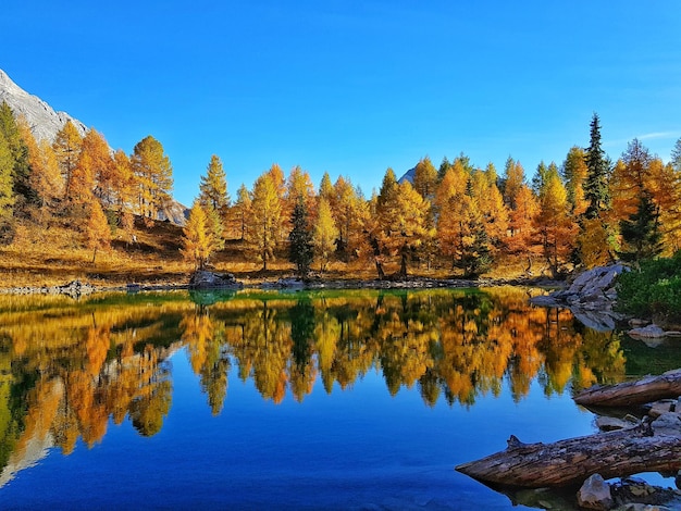 Reflection of trees in lake against clear blue sky