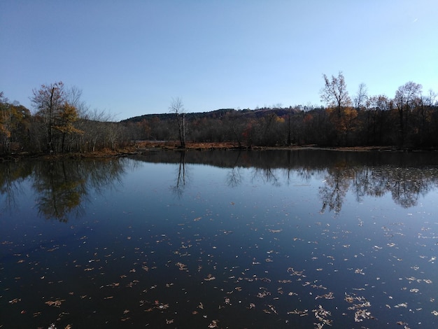 Reflection of trees in lake against clear sky