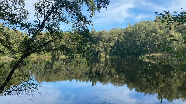 Reflection of trees in lake against sky