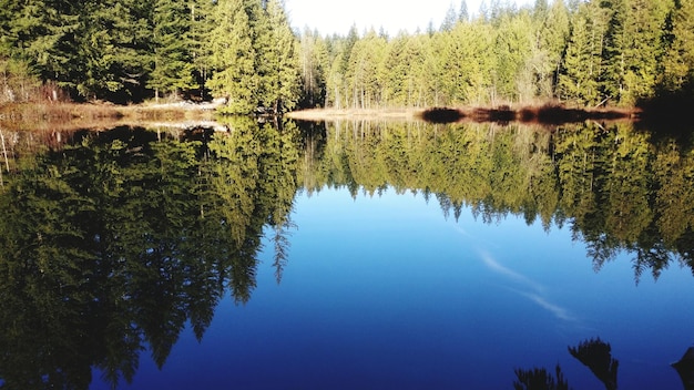 Reflection of trees in lake against sky