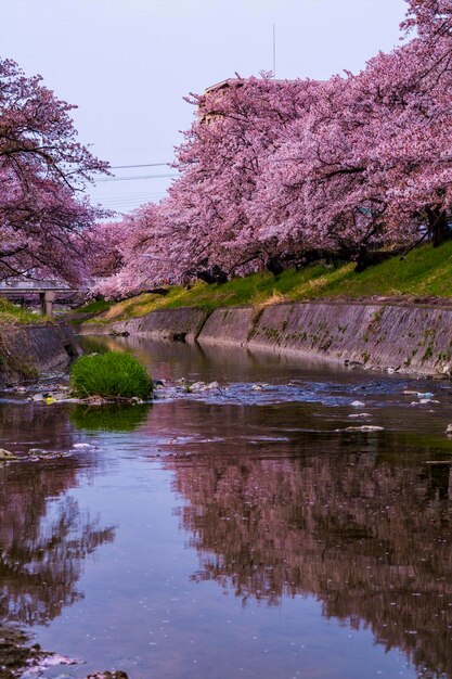 Foto il riflesso degli alberi nel lago contro il cielo