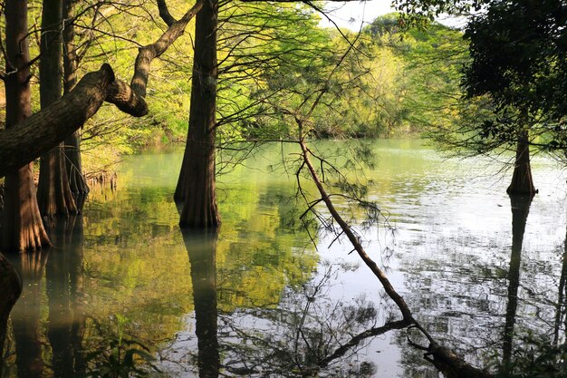 Reflection of trees in lake against sky