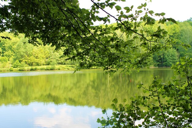 Foto il riflesso degli alberi nel lago contro il cielo