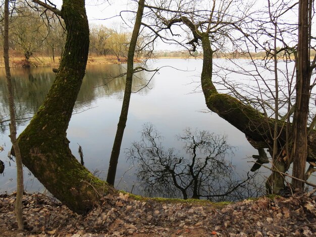 Reflection of trees in lake against sky