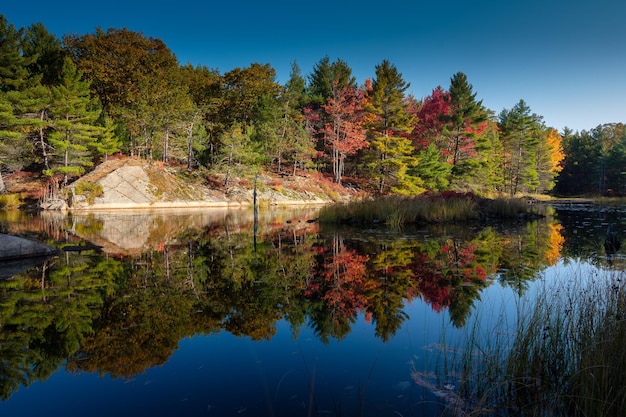 Photo reflection of trees on lake during autumn