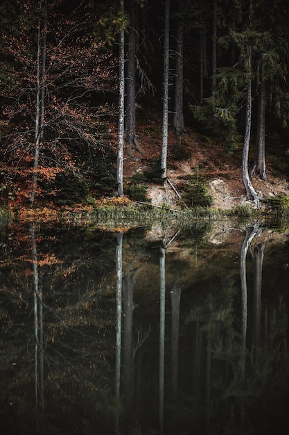 Photo reflection of trees on lake in forest