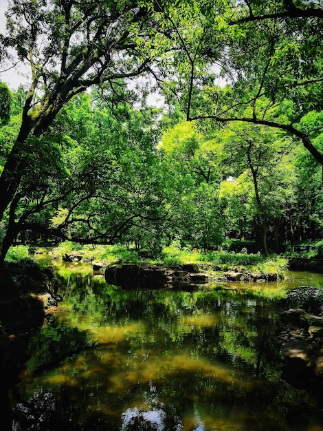 Photo reflection of trees in lake water