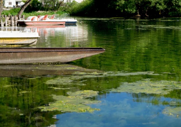 Foto il riflesso degli alberi nel lago