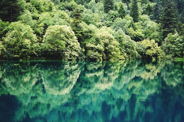 Foto il riflesso degli alberi nel lago