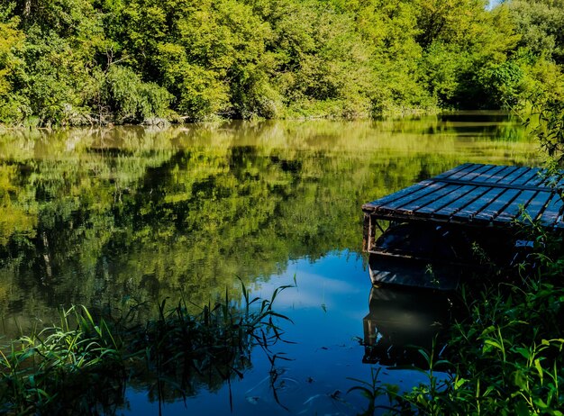 Photo reflection of trees in lake