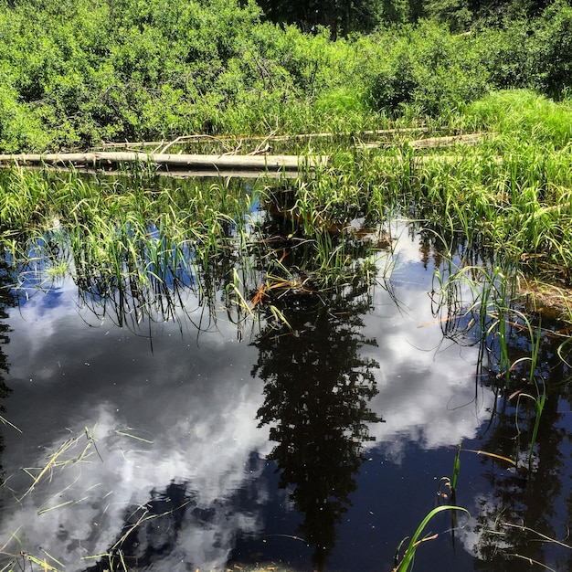 Reflection of trees in lake