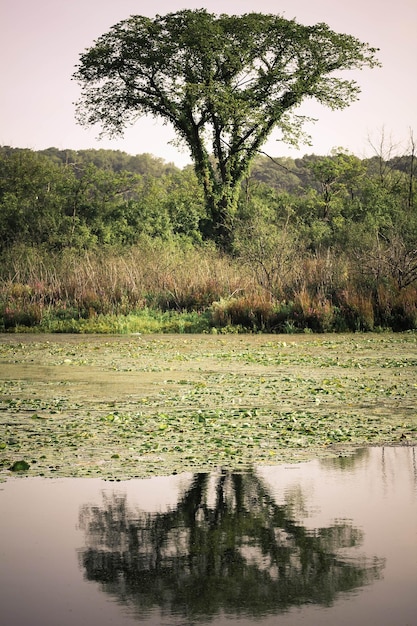 Foto il riflesso degli alberi nel lago