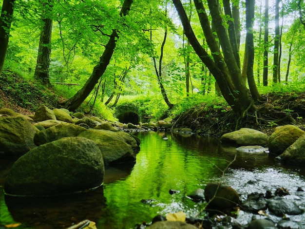 Photo reflection of trees in lake