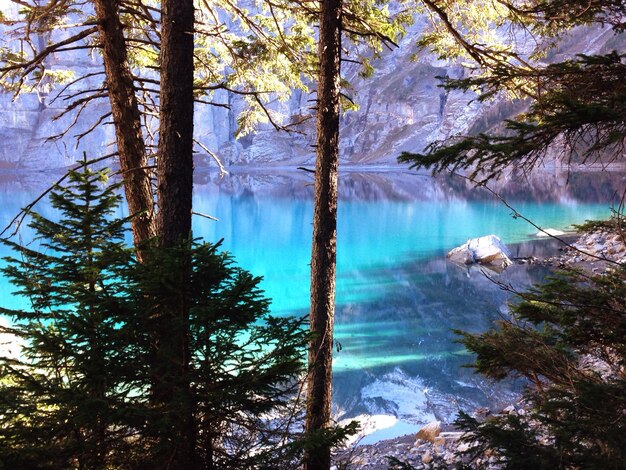 Foto il riflesso degli alberi nel lago