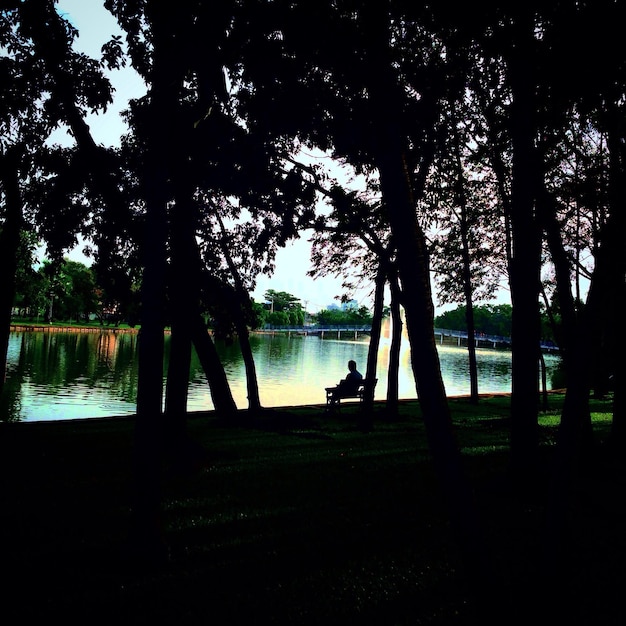 Photo reflection of trees in lake