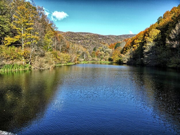 Reflection of trees in lake