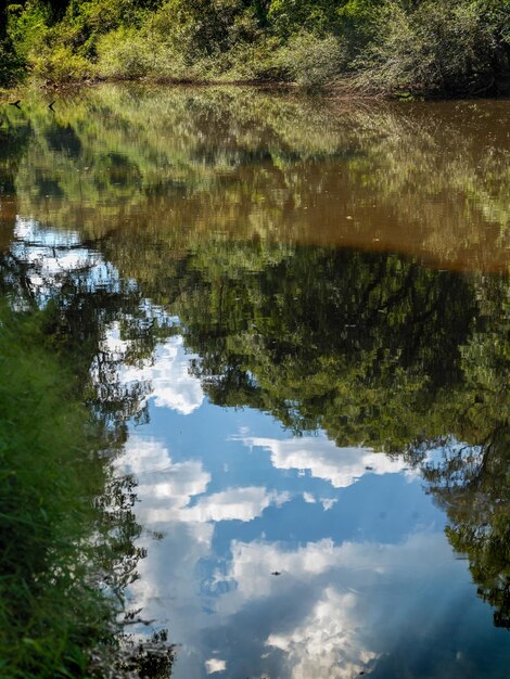 Reflection of trees in lake