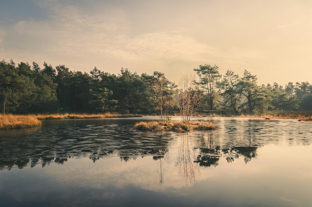 reflection of trees in lake