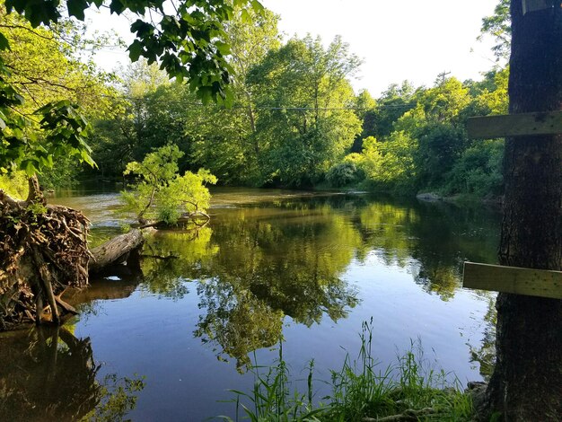 Reflection of trees in lake