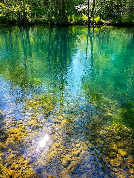 Photo reflection of trees in lake